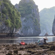 Inwoner van Okinawa aan het werk op rotsen.