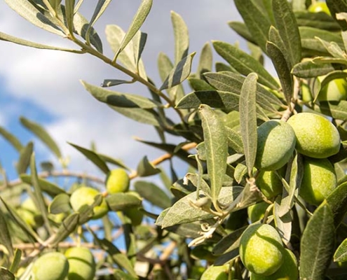 extra vierge olijfolie van hoge kwaliteit olijven